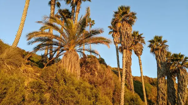 Güney Kaliforniya plajları, günbatımları, dalgalar, sörfçüler, gelgit havuzları, bulutlar ve palmiye ağaçları Encinitas California 'daki Swamis Resif Sörf Parkı' nda. San Diego 'nun 25 mil kuzeyinde yer alıyor..