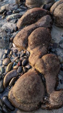Günbatımları, sörfçüler, siluetler, gelgit havuzları, palmiye ağaçları ve okyanus kaya heykelleri ile Swamis Resif Sörf Parkı, Ay ışığı, Cardiff ve Beacons sahillerinde daha fazlası Encinitas California 'da.