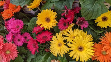 Encinitas California 'daki bir bahçe dükkanında satılık renkli çiçek yetiştirme bitkileri..