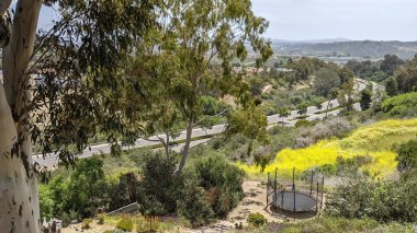 Encinitas California 'daki bir bahçe dükkanında satılık renkli çiçek yetiştirme bitkileri..