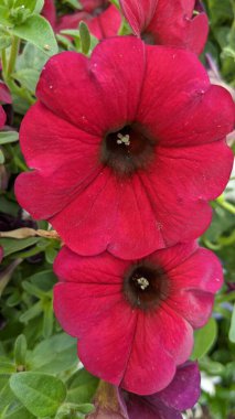 Encinitas California 'da renkli bahçe çiçekleri yetişiyor