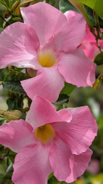 Encinitas California 'da renkli bahçe çiçekleri yetişiyor