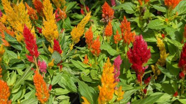 Encinitas California 'da büyüyen ve açan renkli bahçe çiçekleri