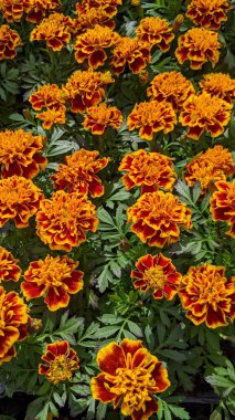 Encinitas California 'da renkli bahçe çiçekleri yetişiyor