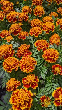 Encinitas California 'da renkli bahçe çiçekleri yetişiyor