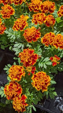 Encinitas California 'da renkli bahçe çiçekleri yetişiyor