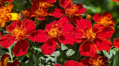 Encinitas California 'da renkli bahçe çiçekleri yetişiyor