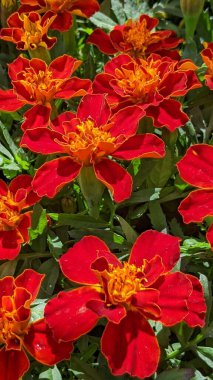 Encinitas California 'da renkli bahçe çiçekleri yetişiyor