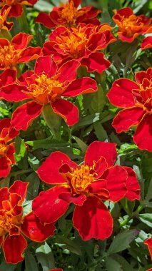 Encinitas California 'da renkli bahçe çiçekleri yetişiyor