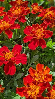 Encinitas California 'da renkli bahçe çiçekleri yetişiyor