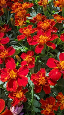 Encinitas California 'da renkli bahçe çiçekleri yetişiyor