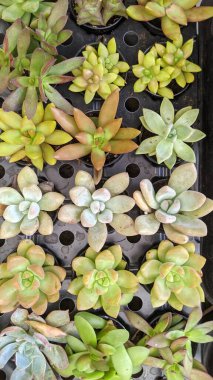 Kaktüs ve sulu düşük su tatlı bitkileri Encinitas California.