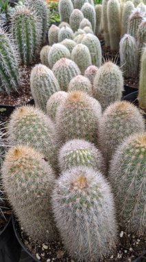 Encinitas California 'da kuraklığa dayanıklı sulu ve kaktüs bitkileri.