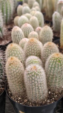 Encinitas California 'da kuraklığa dayanıklı sulu ve kaktüs bitkileri.