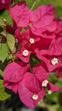 Bougainvillea Imperial Thai Delight Encinitas California.