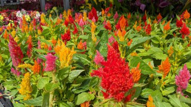 Celosia Plumosa - Cockscomb, Cockscomb Celosia, Fairy Fountain, Feather Celosia, Feather Cockscomb, Feathered Amaranth, Lagos Ispanağı, Plumed cock comb, Plumeflower, Prince of Wales.