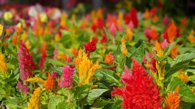 Celosia Plumosa - Afrika 'ya özgü bir tropikal otçul bitki (Amaranthaceae). Horoz ibiği, Horoz ibiği, Celosia, Peri Çeşmesi, Celosia Tüyü olarak da bilinir..