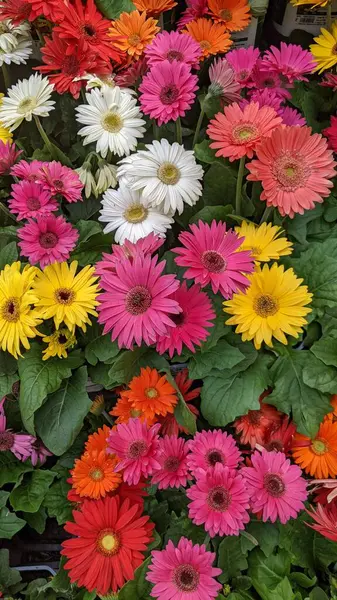 Encinitas California 'daki bir bahçe dükkanında satılık renkli çiçek yetiştirme bitkileri..