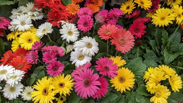 Encinitas California 'daki bir bahçe dükkanında satılık renkli çiçek yetiştirme bitkileri..