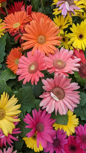 Encinitas California 'daki bir bahçe dükkanında satılık renkli çiçek yetiştirme bitkileri..