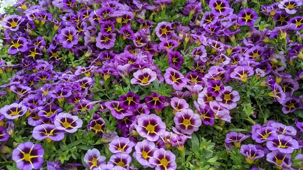 Encinitas California 'da renkli bahçe çiçekleri yetişiyor