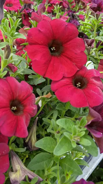 Encinitas California 'da renkli bahçe çiçekleri yetişiyor