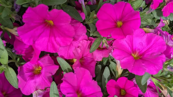 Encinitas California 'da renkli bahçe çiçekleri yetişiyor