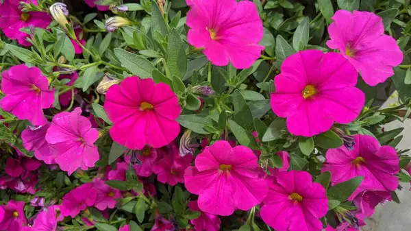 Encinitas California 'da renkli bahçe çiçekleri yetişiyor