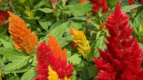 Encinitas California 'da büyüyen ve açan renkli bahçe çiçekleri