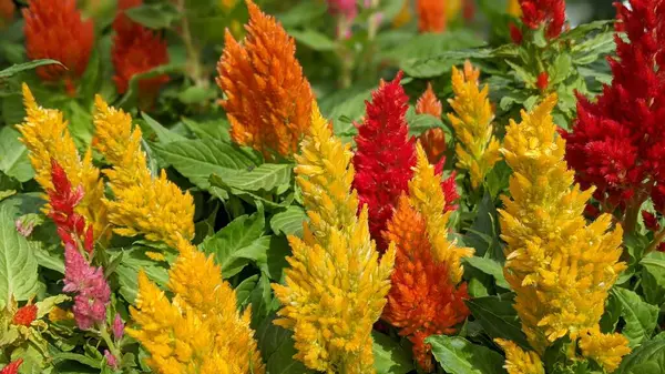 Encinitas California 'da büyüyen ve açan renkli bahçe çiçekleri