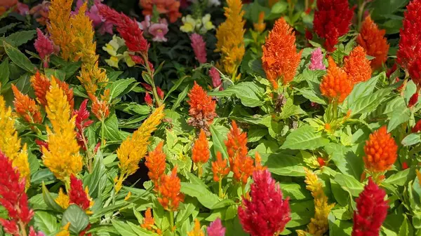 Encinitas California 'da büyüyen ve açan renkli bahçe çiçekleri