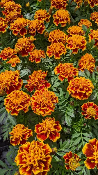 Encinitas California 'da renkli bahçe çiçekleri yetişiyor