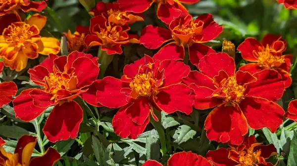 Encinitas California 'da renkli bahçe çiçekleri yetişiyor