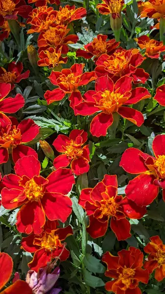 Encinitas California 'da renkli bahçe çiçekleri yetişiyor