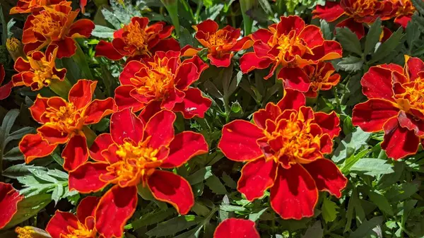 Encinitas California 'da renkli bahçe çiçekleri yetişiyor