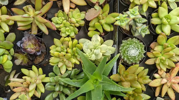 Encinitas California 'da kuraklığa dayanıklı sulu ve kaktüs bitkileri.