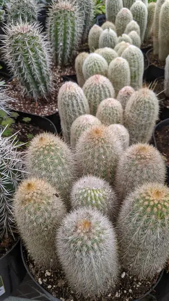 Encinitas California 'da kuraklığa dayanıklı sulu ve kaktüs bitkileri.