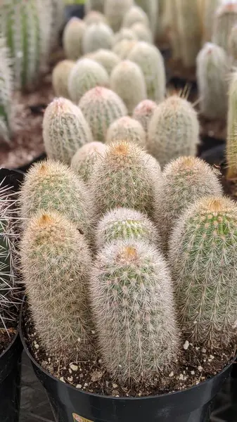 Encinitas California 'da kuraklığa dayanıklı sulu ve kaktüs bitkileri.