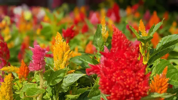 Celosia Plumosa - Afrika 'ya özgü bir tropikal otçul bitki (Amaranthaceae). Horoz ibiği, Horoz ibiği, Celosia, Peri Çeşmesi, Celosia Tüyü olarak da bilinir..