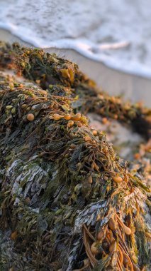 Swamis Sahili 'nde Sunset Sky. Güney Kaliforniya 'nın ücra kumsalları, gün batımları, sörfçüler, gelgit havuzları, dalgalar yontulmuş kayalar, palmiye ağaçları ve San Diego' nun 25 mil kuzeyindeki Encinitas Kayalık Sörf Parkı 'nda şiddetli kış fırtınaları..