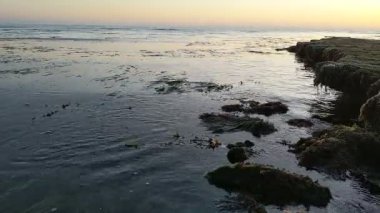 Güney Kaliforniya kıyılarında antik resifler, gelgit havuzları, okyanus dalgaları, palmiye ağaçları, deniz kuşları ve Swamis Resif Parkı Encinitas California 'da sıcak güneşli gökyüzü.