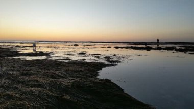 Güney Kaliforniya kıyılarında antik resifler, gelgit havuzları, okyanus dalgaları, palmiye ağaçları, deniz kuşları ve Swamis Resif Parkı Encinitas California 'da sıcak güneşli gökyüzü.