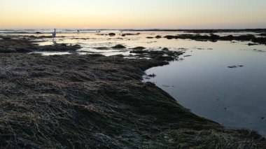 Güney Kaliforniya kıyılarında antik resifler, gelgit havuzları, okyanus dalgaları, palmiye ağaçları, deniz kuşları ve Swamis Resif Parkı Encinitas California 'da sıcak güneşli gökyüzü.