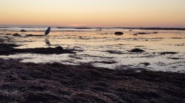 Güney Kaliforniya kıyılarında antik resifler, gelgit havuzları, okyanus dalgaları, palmiye ağaçları, deniz kuşları ve Swamis Resif Parkı Encinitas California 'da sıcak güneşli gökyüzü.