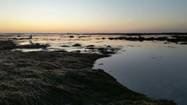 Güney Kaliforniya kıyılarında antik resifler, gelgit havuzları, okyanus dalgaları, palmiye ağaçları, deniz kuşları ve Swamis Resif Parkı Encinitas California 'da sıcak güneşli gökyüzü.