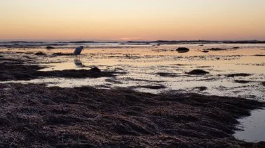 Güney Kaliforniya kıyılarında antik resifler, gelgit havuzları, okyanus dalgaları, palmiye ağaçları, deniz kuşları ve Swamis Resif Parkı Encinitas California 'da sıcak güneşli gökyüzü.