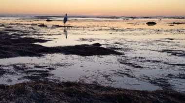 Güney Kaliforniya kıyılarında antik resifler, gelgit havuzları, okyanus dalgaları, palmiye ağaçları, deniz kuşları ve Swamis Resif Parkı Encinitas California 'da sıcak güneşli gökyüzü.