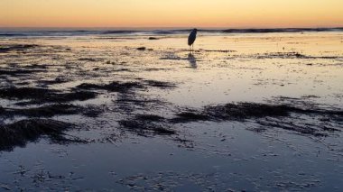 Güney Kaliforniya kıyılarında antik resifler, gelgit havuzları, okyanus dalgaları, palmiye ağaçları, deniz kuşları ve Swamis Resif Parkı Encinitas California 'da sıcak güneşli gökyüzü.