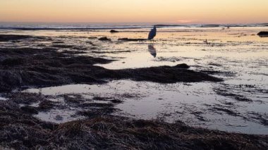 Güney Kaliforniya kıyılarında antik resifler, gelgit havuzları, okyanus dalgaları, palmiye ağaçları, deniz kuşları ve Swamis Resif Parkı Encinitas California 'da sıcak güneşli gökyüzü.