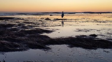 Güney Kaliforniya kıyılarında antik resifler, gelgit havuzları, okyanus dalgaları, palmiye ağaçları, deniz kuşları ve Swamis Resif Parkı Encinitas California 'da sıcak güneşli gökyüzü.